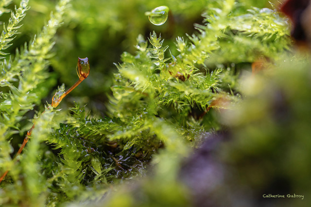 Photo d'herbe en macro